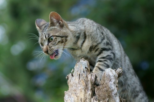 Сонный Котовторник