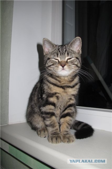 Котовторник 10.04.2012