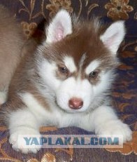 2 года Собаке-терминатору