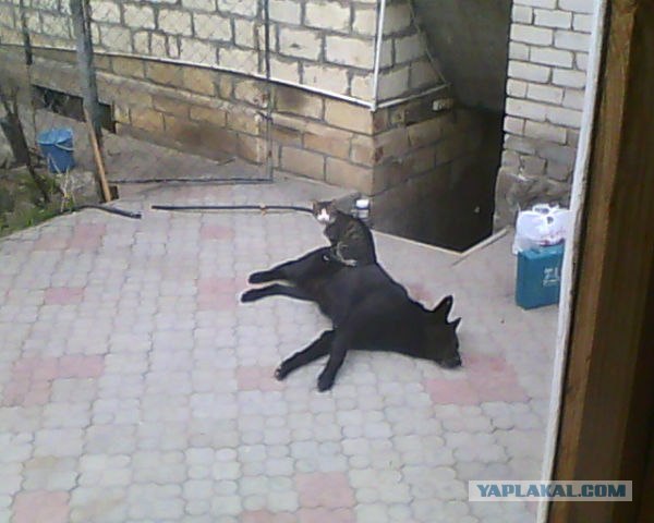 Мезальянс