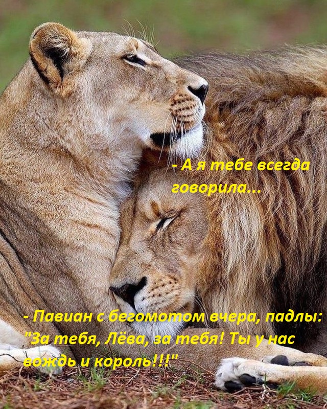 Дикий котовторник 25.06.19