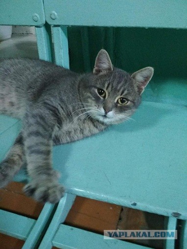 Помогите вернуть кота! Приют "Преданное сердце" украл кота и не отдает!