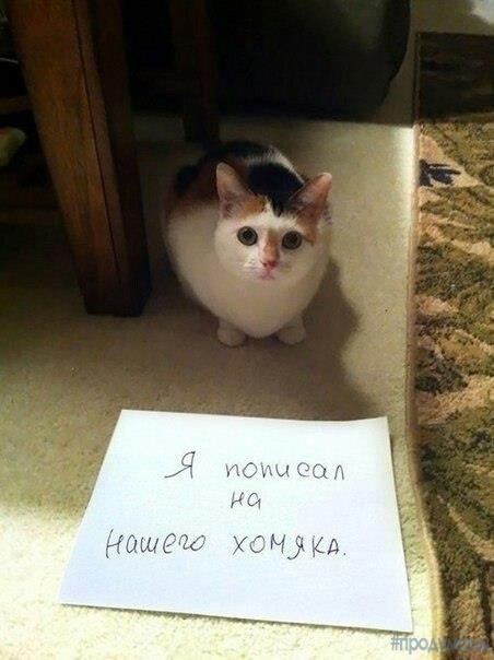 Подборка всякой живности