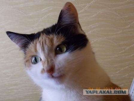 Котовторник  07.05.2013