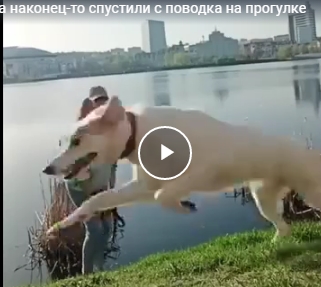 Когда наконец-то спустили с поводка на прогулке