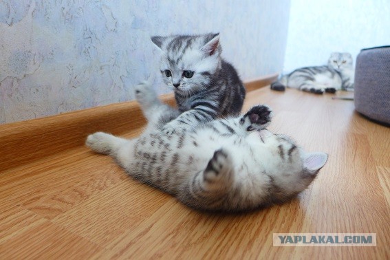 Котовторник 04.06.2013