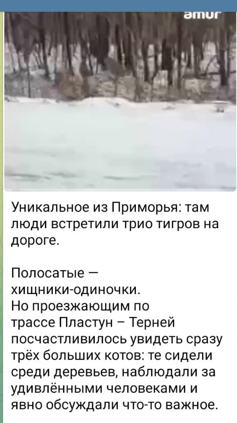 Амурский тигр трапезничает