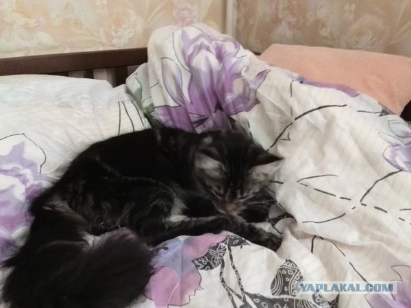 Немного о  Мейн Куне.