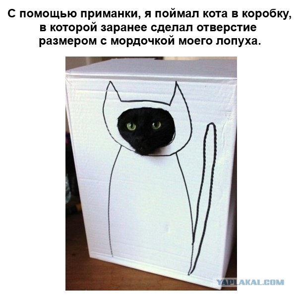 Как правильно рисовать кота