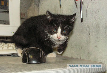 Котятам нужны добрые руки