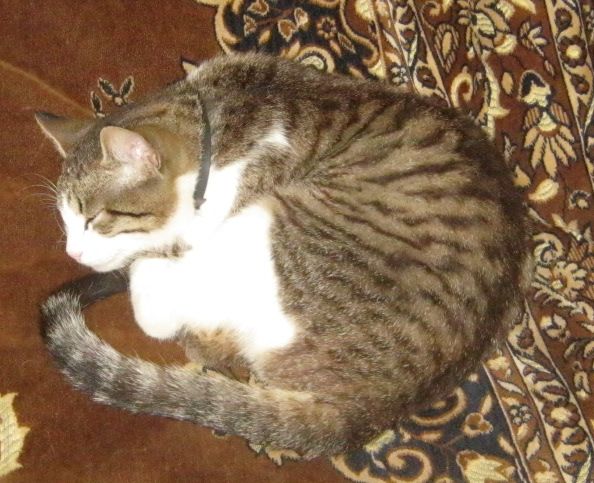 Котовторник  25.03.2014