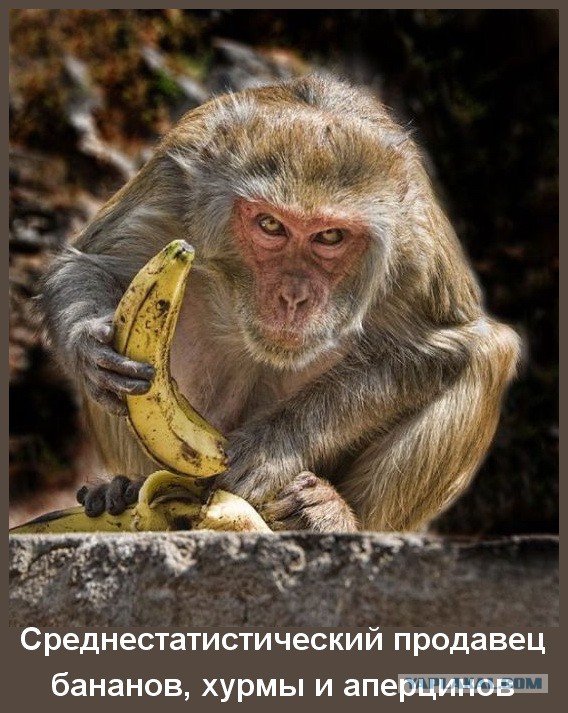 
Обезьяны С Надписью