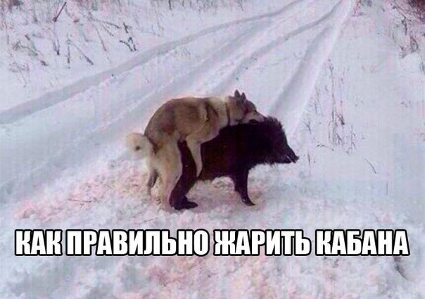 Картинки из сети