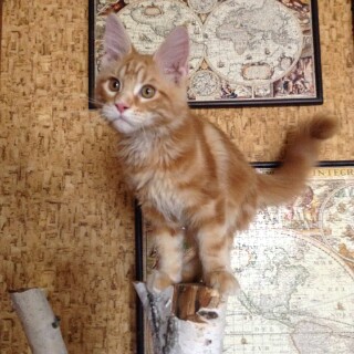 КОТтэдж на Бейкер Стрит