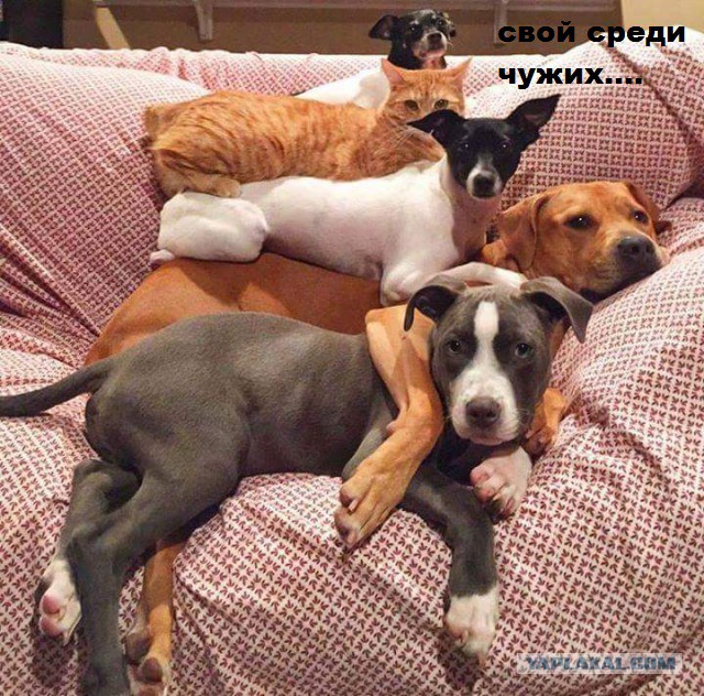Забавные картинки из Сети