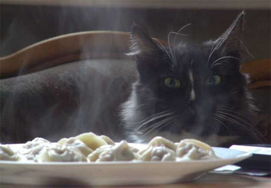 Коты, кошки, котята