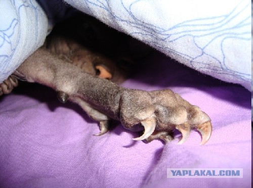 Продолжим кошачий ликбез. Антицарапки.