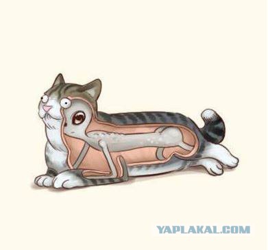 «Хардкор» от лица кота