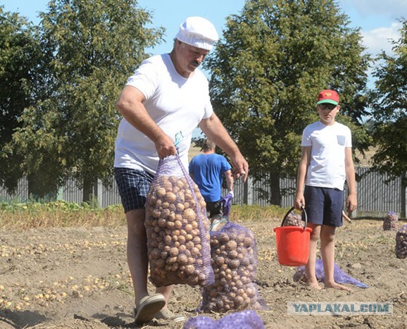 В Щучинском районе (Беларусь) семья за один день собрала около 200 кг грибов