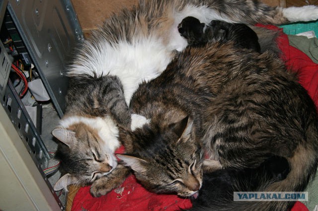 Котовторник 24.01.2017