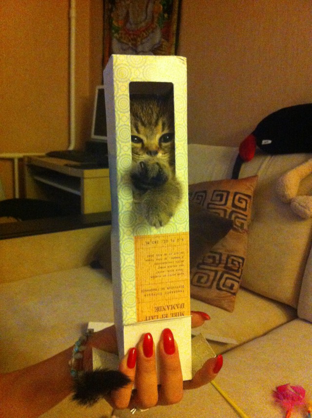 Коты и Кошки