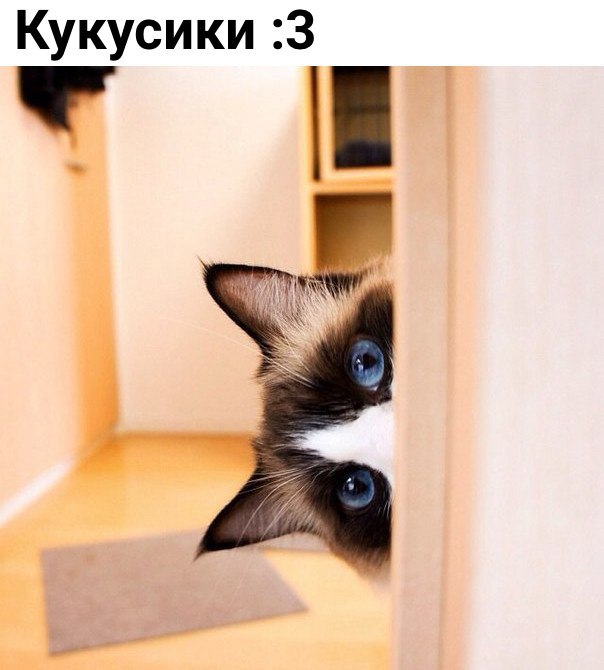 Коты и Кошки