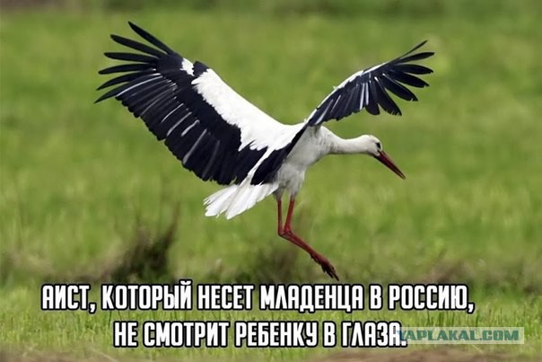 Побаяним? Картинки