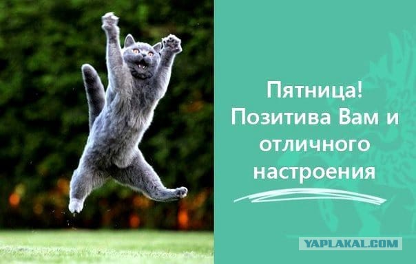 Смешные комментарии из социальных сетей 11.05.2018