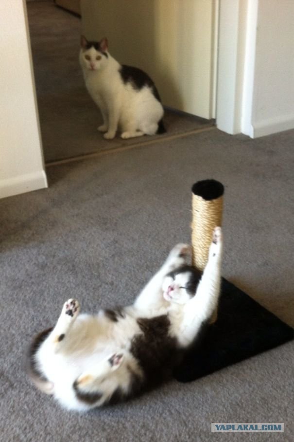 Котовторник 05.06.2018