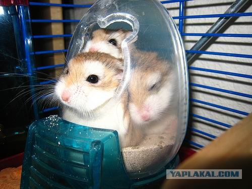 Позитивные хомяки (43 фото)