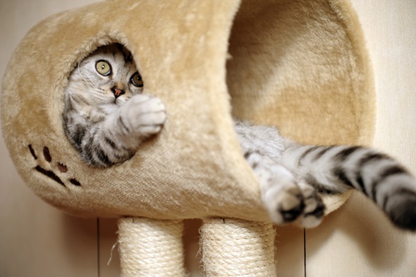 Котовторник 25.01.2011