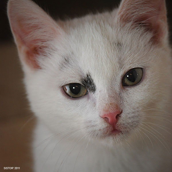 Котовторник. А как же?!