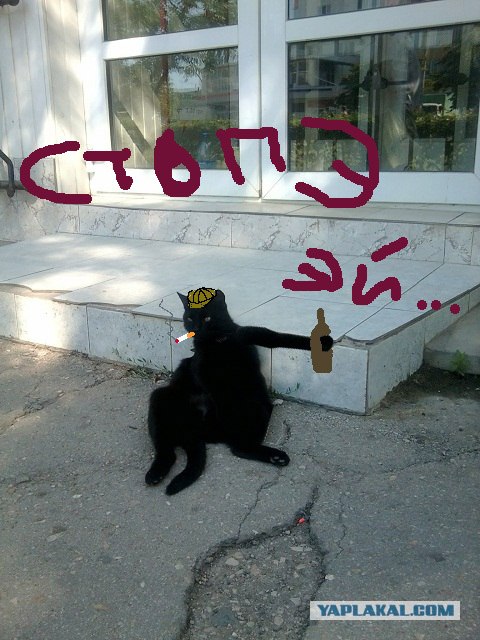Котовторник: Кошки и ягнёнок