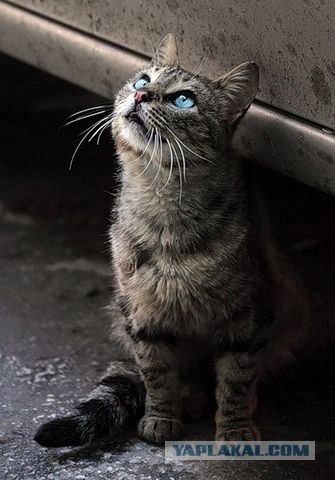 Котовторник 22.05.2012