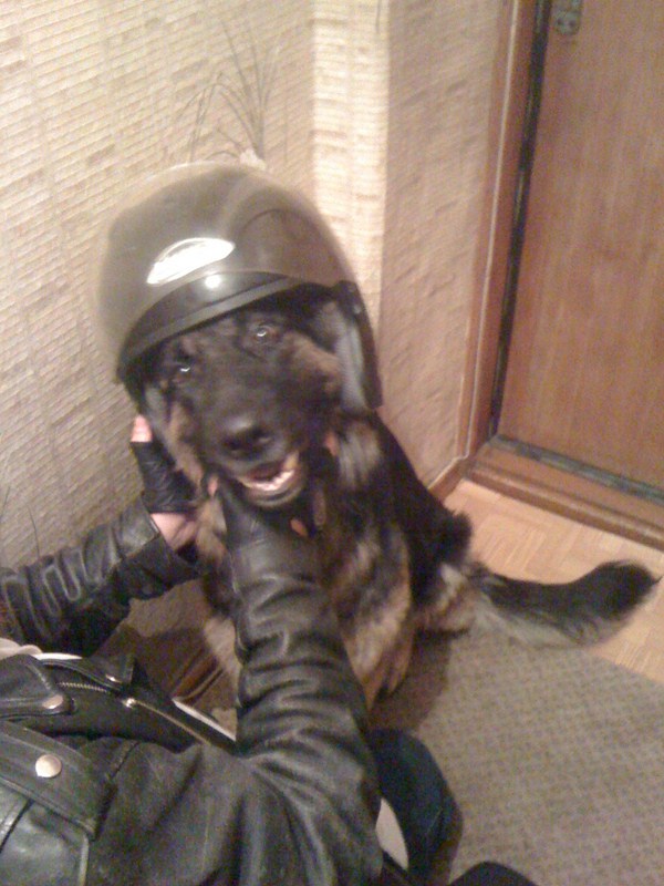 Собакочетверг 12.07.2012