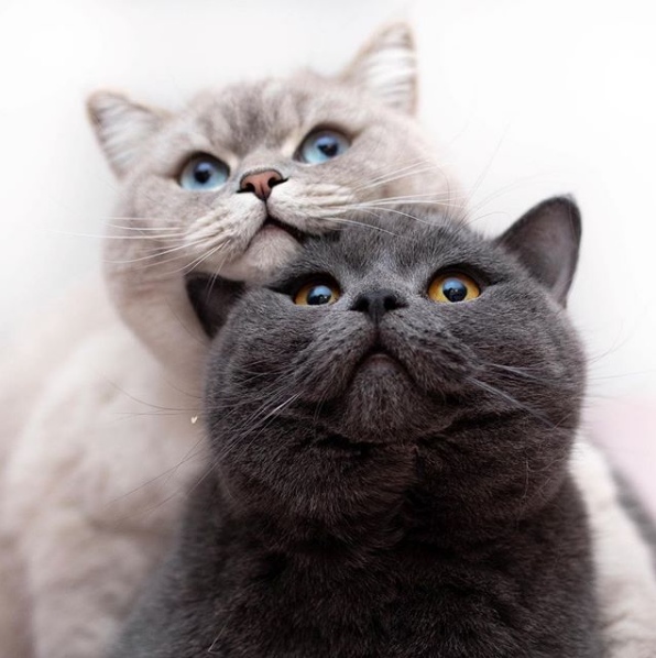 Прикольных котов пост