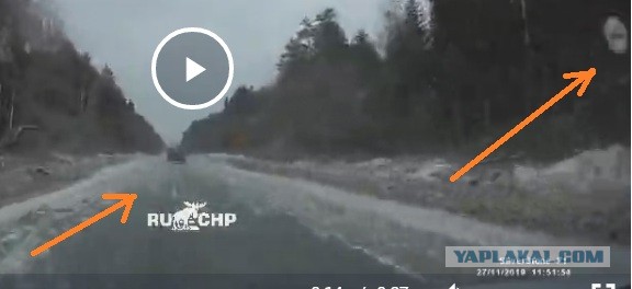 Нивавод дал в зад из-за курицы