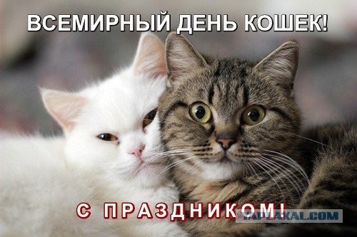 Котейка с улицы