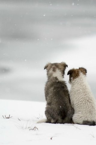 Собаки бывают