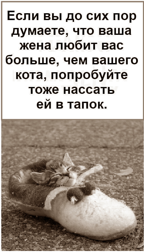 Картинки с котами и про котов