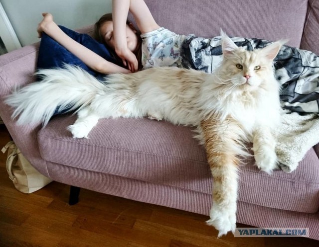 18 фото, показывающих, насколько большими могут быть животные, люди и растения, и они просто огромные
