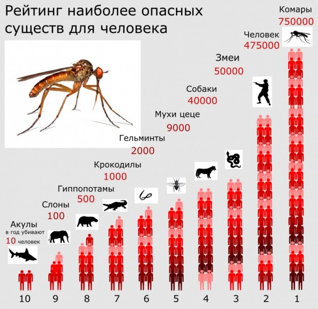 В США начался выпуск 1 миллиарда генномодифицированных комаров