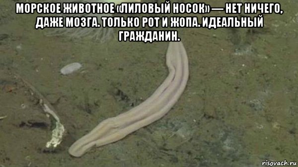 Более 70% россиян поддерживают блокировку YouTube Роскомнадзором