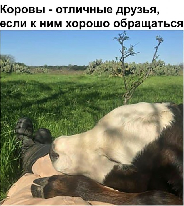 Картинки и мемы для настроения - 17