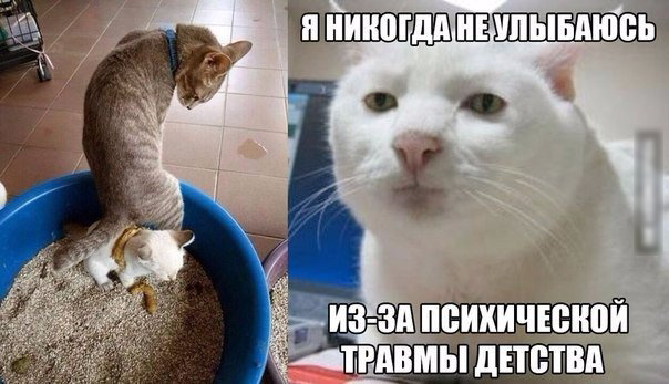 Кошачье проклятье!