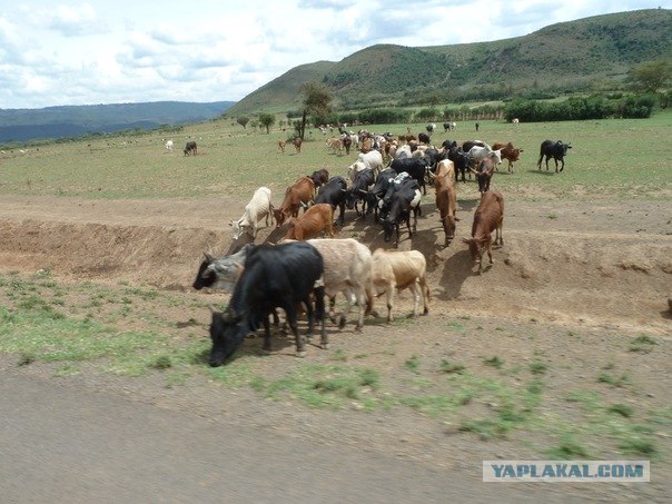 AFRICA - (Эфиопия,Кения,Танзация) 4-16 ноября 2011
