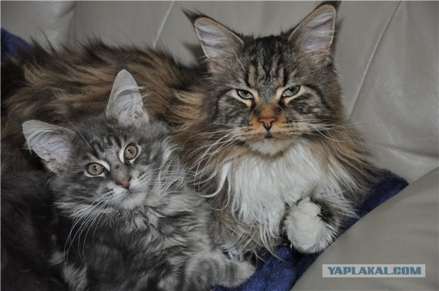 Котовторник 30.04.2013