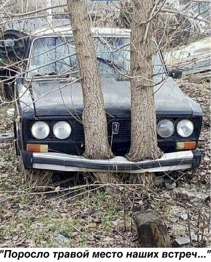 Показывайте кота!