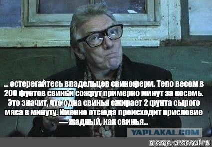 Так выглядит соревнование по выпасу свиней
