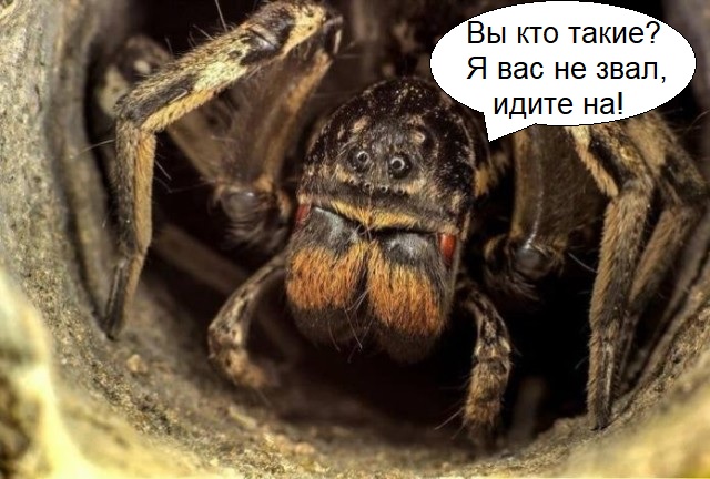 Южнорусский тарантул всё чаще встречается в Москве.